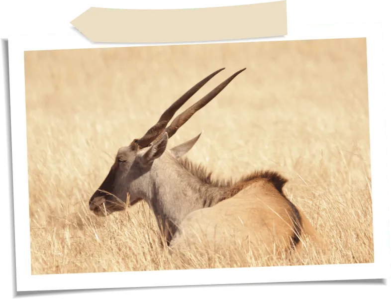 eland lying in grass